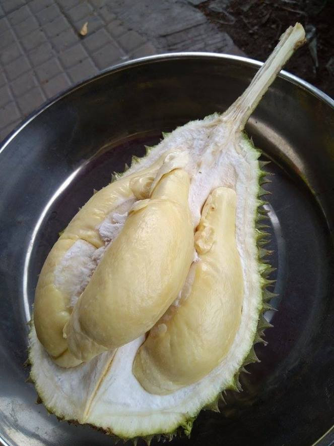 Sầu riêng chuồng bò là một giống sầu riêng nội địa cũ, cho thu hoạch từ tháng 5 trở ra. Ảnh wordpress.