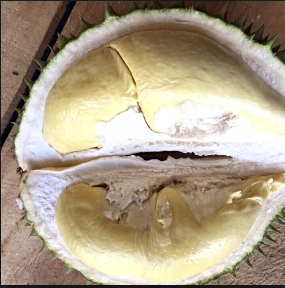 Sầu riêng chuồng bò không chỉ thơm ngon mà còn chứa nhiều dinh dưỡng như protein, vitamin và khoáng chất. Ảnh lahapa.