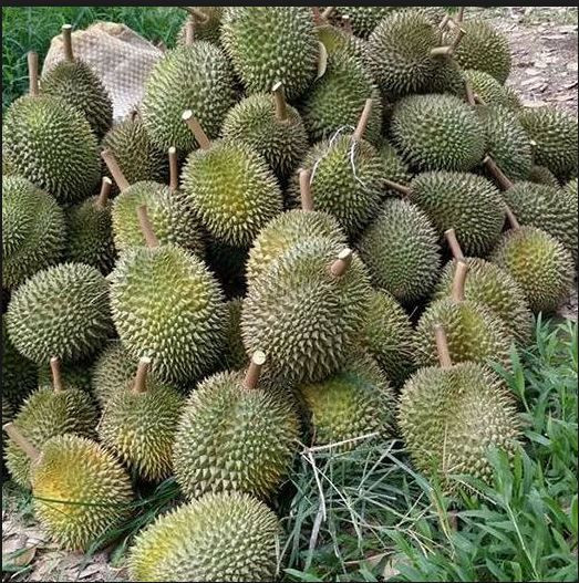 Đặc biệt, hạt sầu riêng chuồng bò lép và cũng có thể ăn được. Ảnh Okfood.