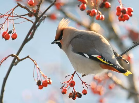 Thậm chí, khối lượng quả mọng chim hoàng liên tước ăn hàng ngày lớn gấp vài ba lần khối lượng của cơ thể chúng. Ảnh album.