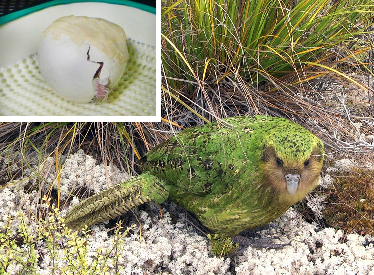 Vẹt Kakapo còn sở hữu bộ móng sắc nhọn. Tuổi thọ trung bình của loài vật này khá cao - 90 năm. Ảnh viendongdaily.