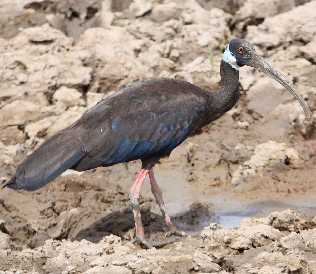 Trên thế giới, cò quăm cánh xanh phân bố ở miền Bắc Campuchia, Đông Kalimantan của Indonesia và đồng bằng Nam Bộ, miền Nam nước Lào. Ảnh akp.