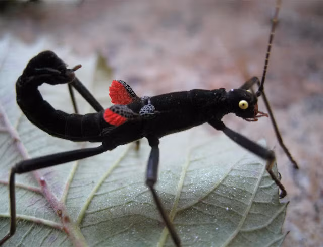 Nó sẽ thể phun ra một loại chất lỏng tự vệ có thể làm bỏng da và mắt khi tiếp xúc. Ảnh blogspot.