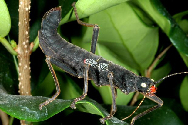 Bọ que Peruphasma schultei hoạt động mạnh vào ban đêm. Đây là loài côn trùng ăn thực vật. Ảnh espacepourlavie.