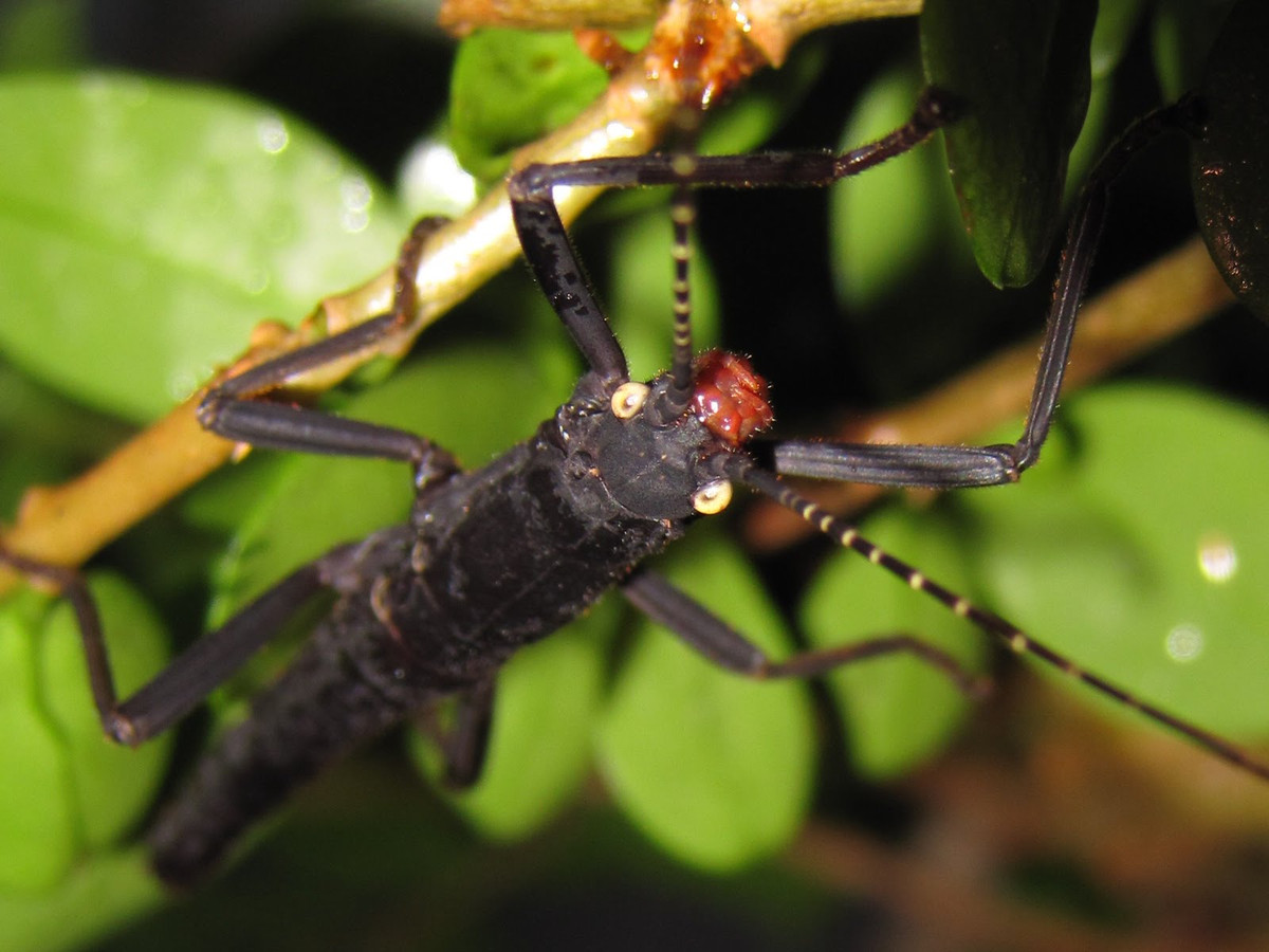 Bọ que Peruphasma schultei có thể gây nguy hiểm cho con người khi nó bị tấn công. ytimg. 