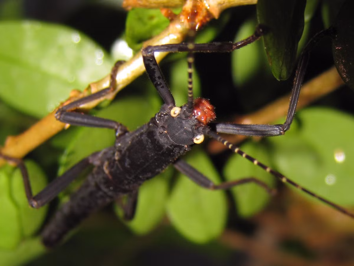 Bọ que Peruphasma schultei có thể gây nguy hiểm cho con người khi nó bị tấn công. ytimg. 