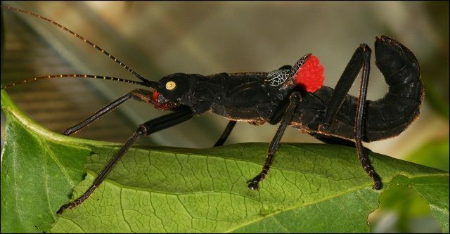 Tuy nhiên, tương lai của loài bọ que Peruphasma schultei này đang có nguy cơ bị đe dọa do môi trường sống tự nhiên của chúng quá nhỏ hẹp. Ảnh amazonaws.