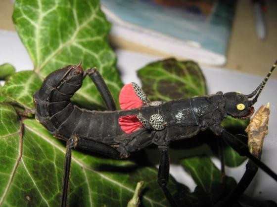 Loài côn trùng quý hiếm này được tìm thấy tại vùng núi cao rộng chưa tới 0,05km2 ở phía bắc Peru. Ảnh reptarium.