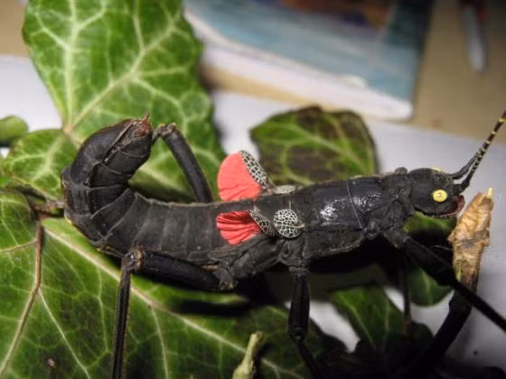 Loài côn trùng quý hiếm này được tìm thấy tại vùng núi cao rộng chưa tới 0,05km2 ở phía bắc Peru. Ảnh reptarium.