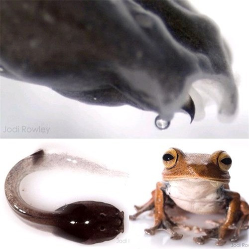 Ếch trưởng thành có chiều dài từ mút mõm đến hậu môn khoảng 4,2-5 cm. Mũi ngắn hơi nhô ra phía dưới góc hàm dưới. Nếu nhìn từ phía bụng có thể nhìn thấy đầu mũi có chấm sáng màu. Miệng rộng, chiều dài đầu bằng 90% chiều rộng đầu. Ảnh click49.