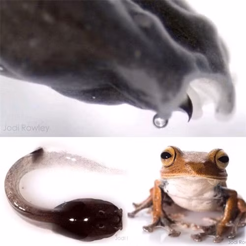 Ếch trưởng thành có chiều dài từ mút mõm đến hậu môn khoảng 4,2-5 cm. Mũi ngắn hơi nhô ra phía dưới góc hàm dưới. Nếu nhìn từ phía bụng có thể nhìn thấy đầu mũi có chấm sáng màu. Miệng rộng, chiều dài đầu bằng 90% chiều rộng đầu. Ảnh click49.