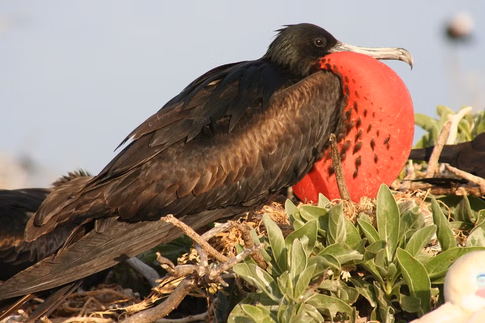 Sieu pham loai chim ngu tren khong, bay 2 thang khong nghi-Hinh-4