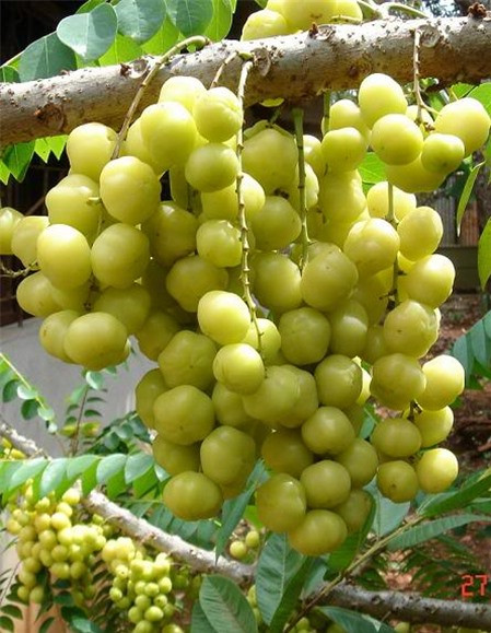 Quả chùm ruột không có quanh năm mà chỉ xuất hiện trong vài tháng hè. Quả chỉ to bằng ngón tay người lớn. Ảnh tinbaihay.