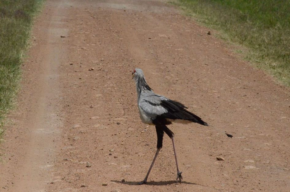 Chim thư ký cái đầu giống như chim ưng, mỏ cong, cánh thuôn tròn, đôi chân cao lênh khênh như sếu. Ảnh pxhere.
