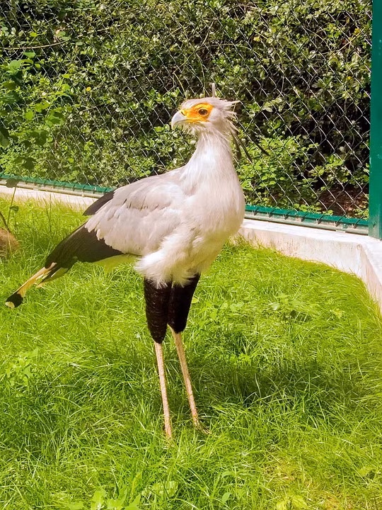 Chim thư ký là loài động vật đặc hữu của châu Phi. Loài chim này cũng xuất hiện trên quốc huy của Sudan và Nam Phi. Ảnh pixabay.