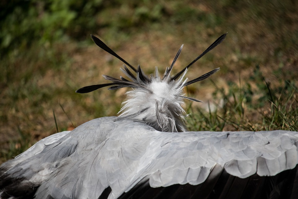 Chim thư ký sở hữu cú đá mạnh nhất thế giới động vật. Cú đạp của nó mạnh gấp 5-6 lần trọng lượng cơ thể của chính nó. Ảnh blogspot.