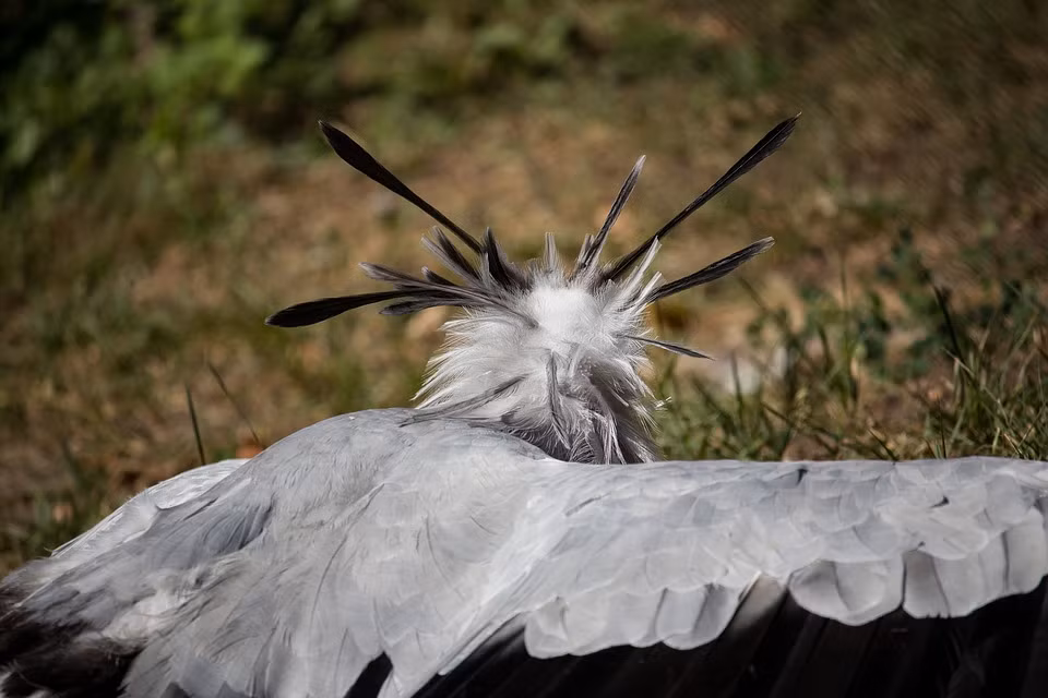 Chim thư ký sở hữu cú đá mạnh nhất thế giới động vật. Cú đạp của nó mạnh gấp 5-6 lần trọng lượng cơ thể của chính nó. Ảnh blogspot.