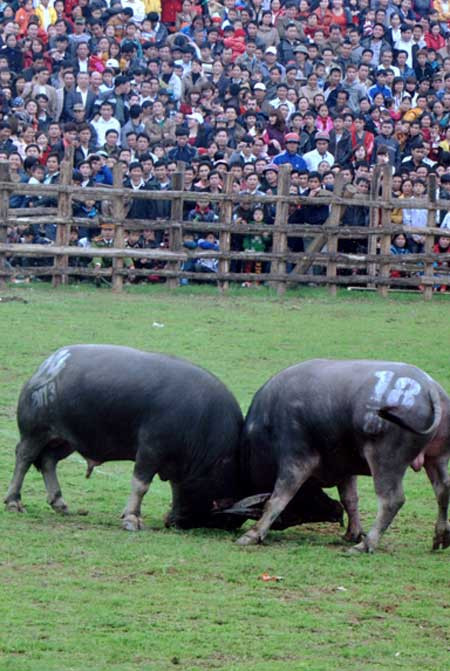 Trâu ngố có khả năng kháng bệnh tốt, chịu được kham khổ và đặc biệt thích nghi tốt với điều kiện khí hậu nóng ẩm của Việt Nam. Ảnh baoyenbai.