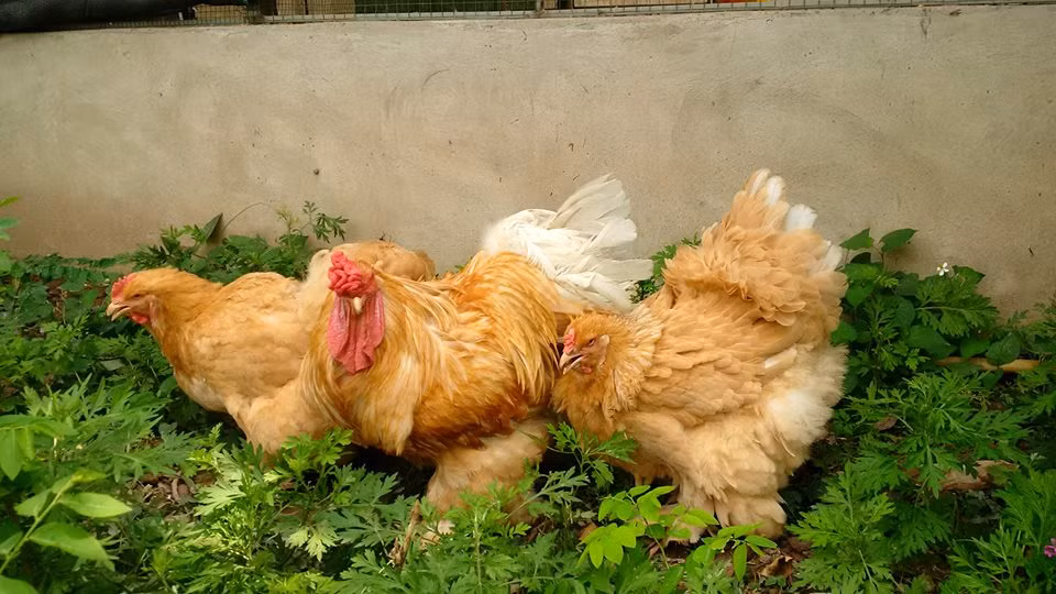 Nhiều người cho rằng gà kỳ lân sẽ mang lại may mắn, vì vậy mà giống gà này rất được ưa chuộng và được săn lùng nhiều, nhất là dịp Tết. Ảnh Thegioigacanh.