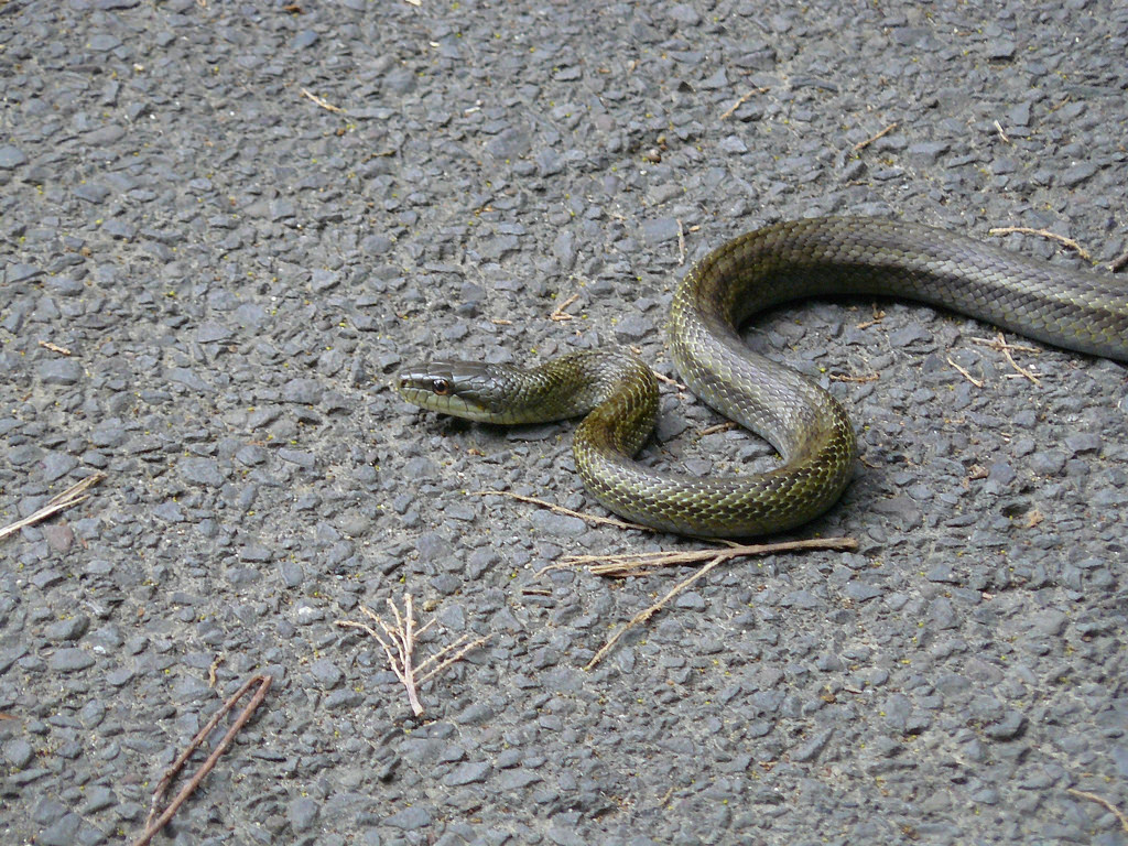 Rắn ninja có tập tính ngủ đông 3 đến 4 tháng. Loài rắn sinh sản vào đầu mùa hè, mỗi lần đẻ từ 7 - 10 quả trứng. Ảnh staticflickr.
