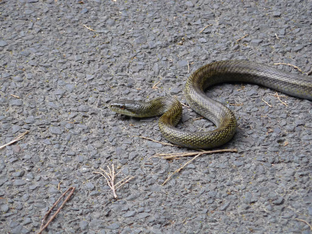 Rắn ninja có tập tính ngủ đông 3 đến 4 tháng. Loài rắn sinh sản vào đầu mùa hè, mỗi lần đẻ từ 7 - 10 quả trứng. Ảnh staticflickr.