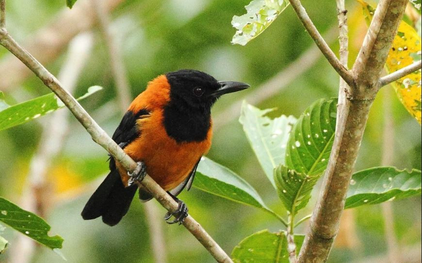 Độc tố của chim Hooded Pitohuis có tên là batrachotoxin làm tê liệt hệ thần kinh. Loại nọc độc này tương tự nọc độc của ếch Phi Tiêu. Ảnh Charismatic Planet.