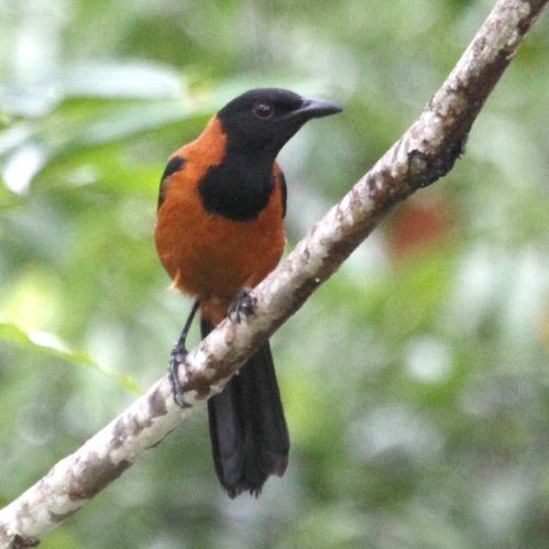 Chất độc có trong chim Hooded Pitohuis là do chúng ăn các loại bọ cánh cứng có độc. Ảnh pinimg.