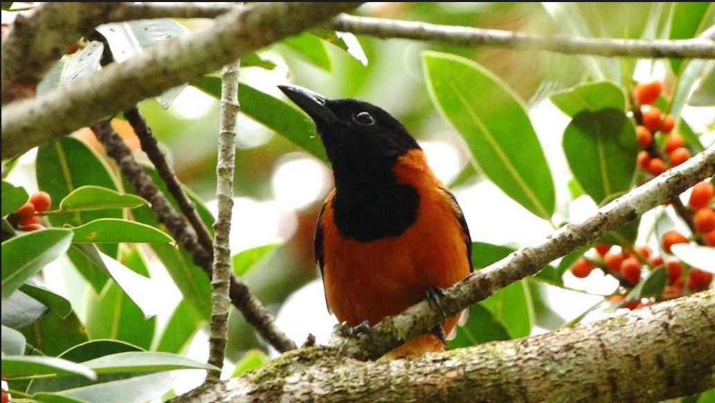 Nếu bị nhiễm chất độc batrachotoxin ở mức độ cao có thể tử vong. Ảnh Pinterest.