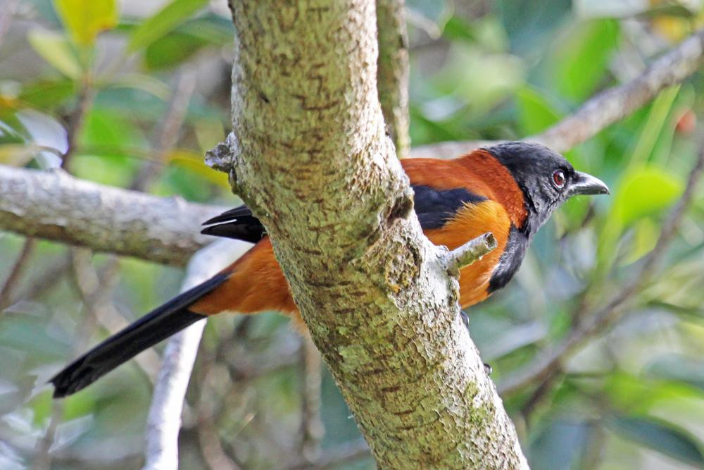 Không chỉ có độc, chim Hooded Pitohuis còn có mùi hôi rất đặc trưng. Vì vậy chúng còn được người dân bản địa gọi là chim rác rưởi. Ảnh hbw.