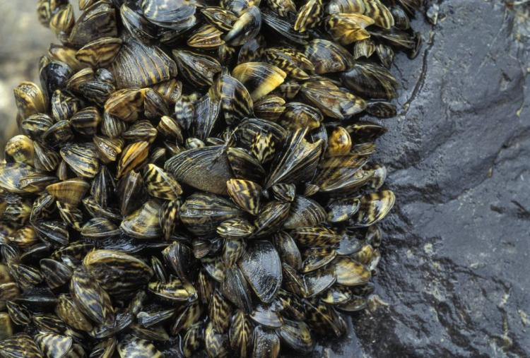 Trai ngựa vằn vắt cạn chất dinh dưỡng và các vi sinh vật trong nước, gây thiệt hại nghiêm trọng đối với rất nhiều loài. Ảnh huntfish.