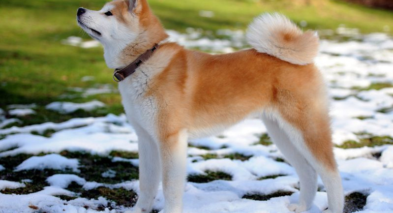 Chó Akita được xem là biểu tượng của Hoàng gia Nhật cũng như biểu tượng cho sự thịnh vượng và uy quyền của Hoàng gia Nhật Bản. Ảnh dulichnhatban.