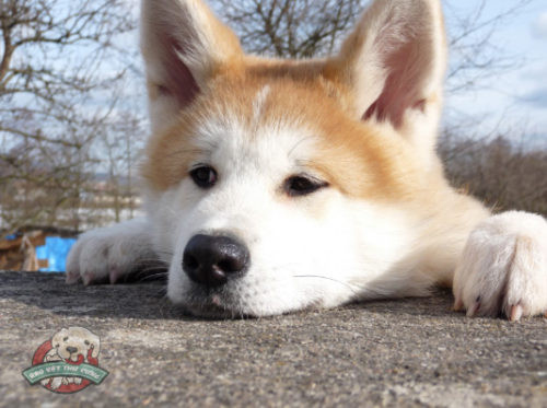 Chó Akita thậm chí còn đảm đương nhiều trọng trách quan trọng như phục vụ trong quân đội, bảo vệ Nhật hoàng, chiến đấu, hỗ trợ cảnh sát…Ảnh raovatthucung.