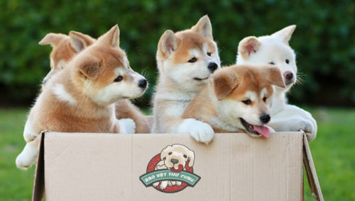 Chó Akita xuất hiện cách đây khoảng 2000 năm và chỉ được nuôi bởi Hoàng gia Nhật Bản. Ảnh raovatthucung.