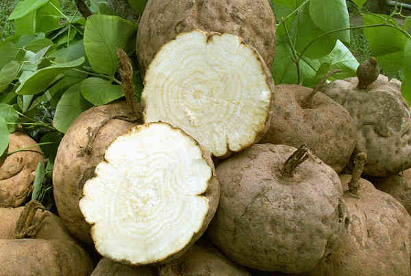  Sâm tố nữ là loài cây thân leo chỉ được tìm thấy phần lớn ở những vùng cao phía bắc Thái Lan và Đông Nam Á. Ảnh caythuoc.