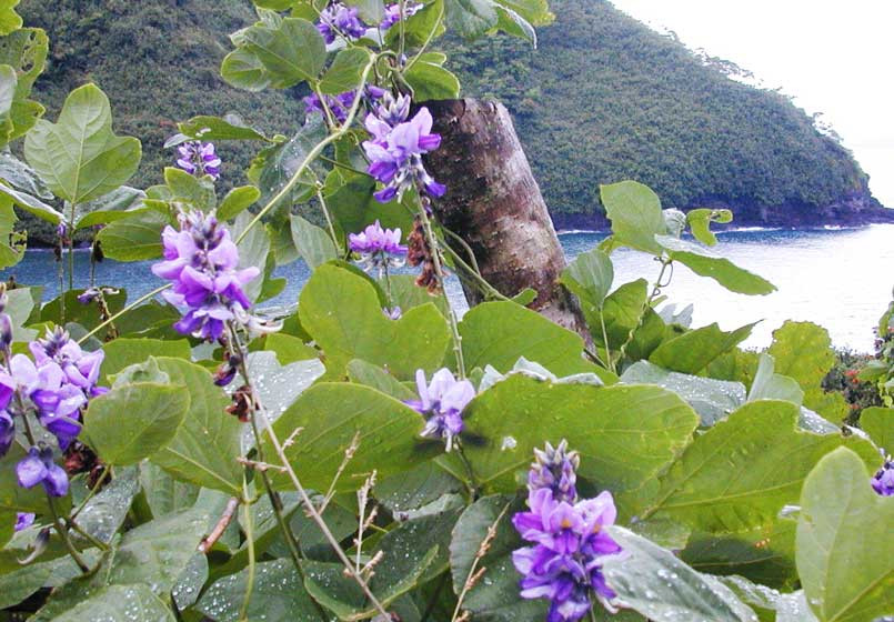 Sâm tố nữ ra hoa ừ tháng 2, tháng 3 và kết quả vào tháng 4. Ảnh urbol.