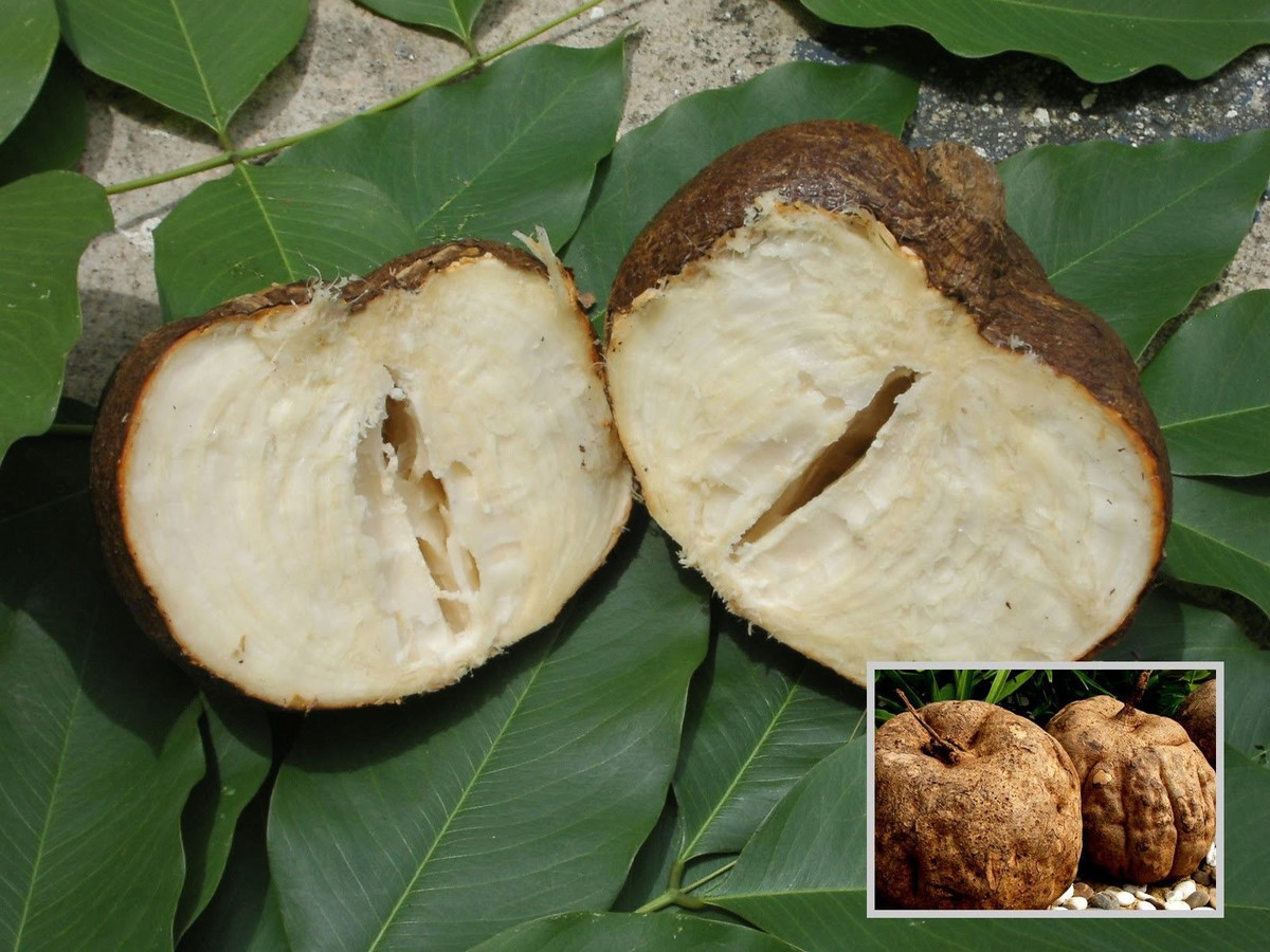 Khi cây sâm tố nữ trưởng thành, rễ của nó phình to và chứa rất nhiều các thành phần phytoesteogens - thành phần có tác dụng tương tự nội tiết tố nữ estrogen. Ảnh sanatosonline.