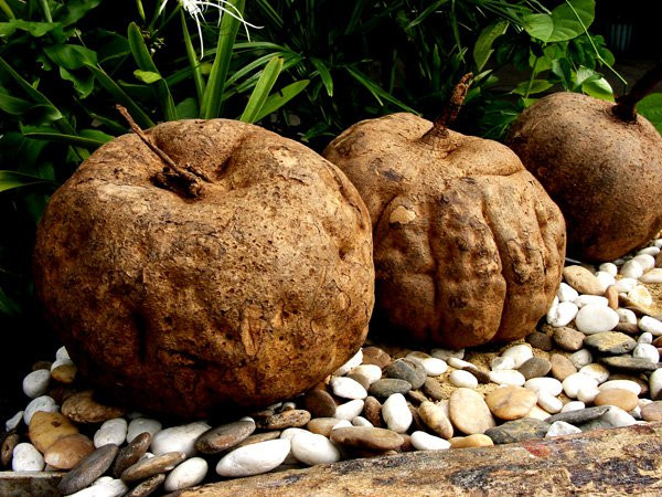 Đặc biệt, sâm tố nữ là loài thực vật đặc thù của Thái Lan, được tìm thấy trong rừng ở độ cao 300m – 800m so với mặt biển. Ảnh retraite-en-thailande.