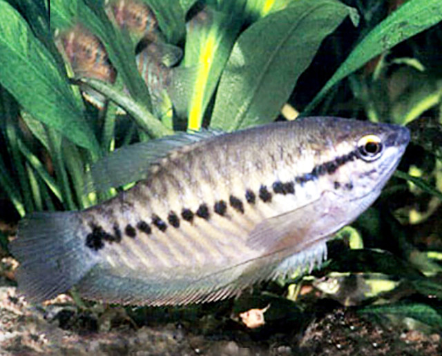 Cá sặc rằn thuộc loài cá sinh trưởng chậm. Sau 7 – 10 tháng nuôi, cá đạt trọng lượng trung bình 50g – 100g/con. Ảnh dulichcamau.