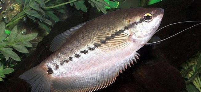 Cá sặc rằn là loài cá bản địa của đồng bằng Sông Cửu Long. Trên thế giới, loài cá này phân bố ở Thái Lan, Campuchia và Lào. Ảnh thinkfish.