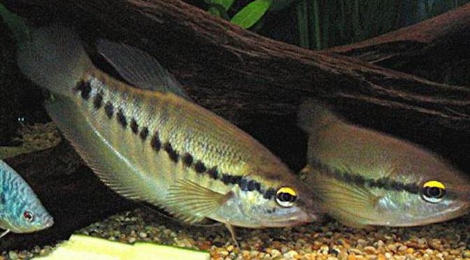 Đặc điểm nổi bật của cá sặc rằn là có cơ quan hô hấp phụ giúp cá có thể lấy oxy trực tiếp từ khí trời. Cơ quan này được hình thành khi cá được khoảng 3 tuần tuổi. Ảnh tomvang.