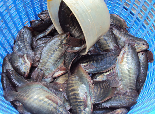 Cá sặc rằn khi nhỏ ăn mùn bã hữu cơ và động vật phiêu sinh, khi lớn cá ăn chủ yếu mùn bã hữu cơ và phiêu sinh thực vật. Ảnh tepbac.