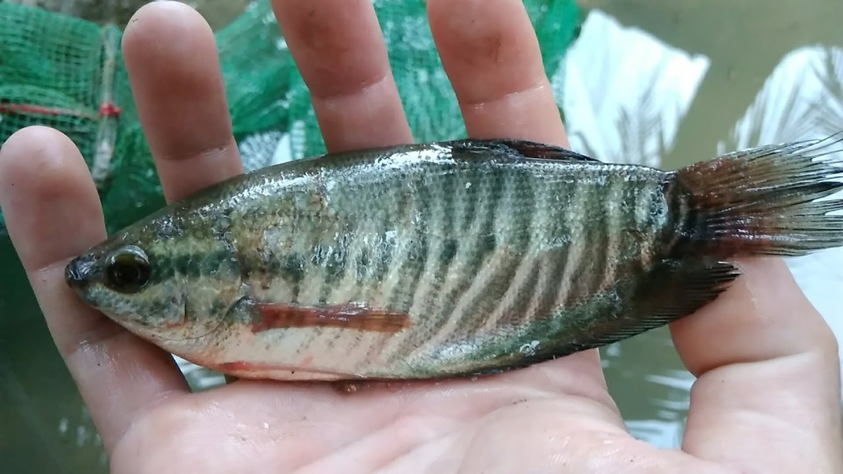 Cá sặc rằn là một loài cá nước ngọt, phân bố rộng rãi ở ao hồ, kênh rạch, mương vườn, ruộng lúa, vùng ven rừng ngập nước… Ảnh ytimg.