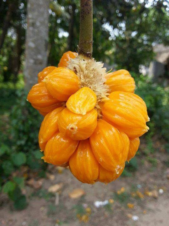 Mít tố nữ dễ trồng, dễ chăm sóc mà lại không kén đất, cho năng suất cao. Ảnh natureloc.