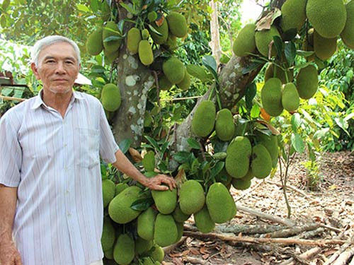 Mít tố nữ bắt đầu cho ra trái từ 3 - 5 tuổi và có thể cho trái 2 lần mỗi năm. Mùa mít tố nữ chín kéo dài khoảng 6 tuần. Ảnh nuibavi.