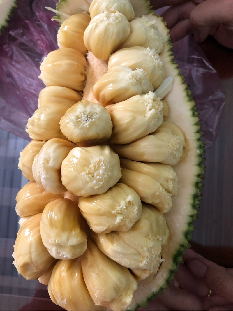 Vì quá đau buồn nàng Tố Nữ qua đời và nơi nàng trinh nữ nằm xuống mọc lên một loại trái cây lạ, quả có vị rất thơm ngon, ngọt khác thường, dân làng đem nhân giống và đặt tên là mít tố nữ. Ảnh thitruongsi. Mời quý vị xem video: Khám phá giống mít không hạt của lão nông miền Tây. Nguồn video: VTC16