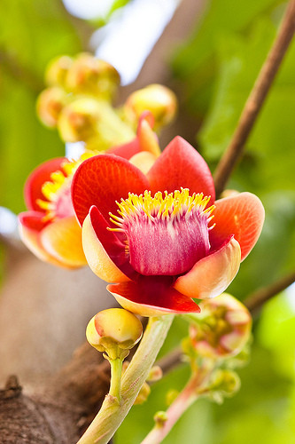 Hoa sala có mùi hương rất thơm, đặc biệt là khi chiều tối, hương thơm tỏa ra mạnh mẽ hơn. Ảnh staticflickr.