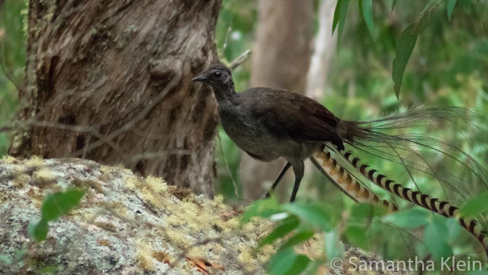 Thức ăn của chim lia lớn là các động vật không xương sống nhỏ được tìm thấy trên nền rừng hoặc trong các khúc gỗ mục. Ảnh hbw.
