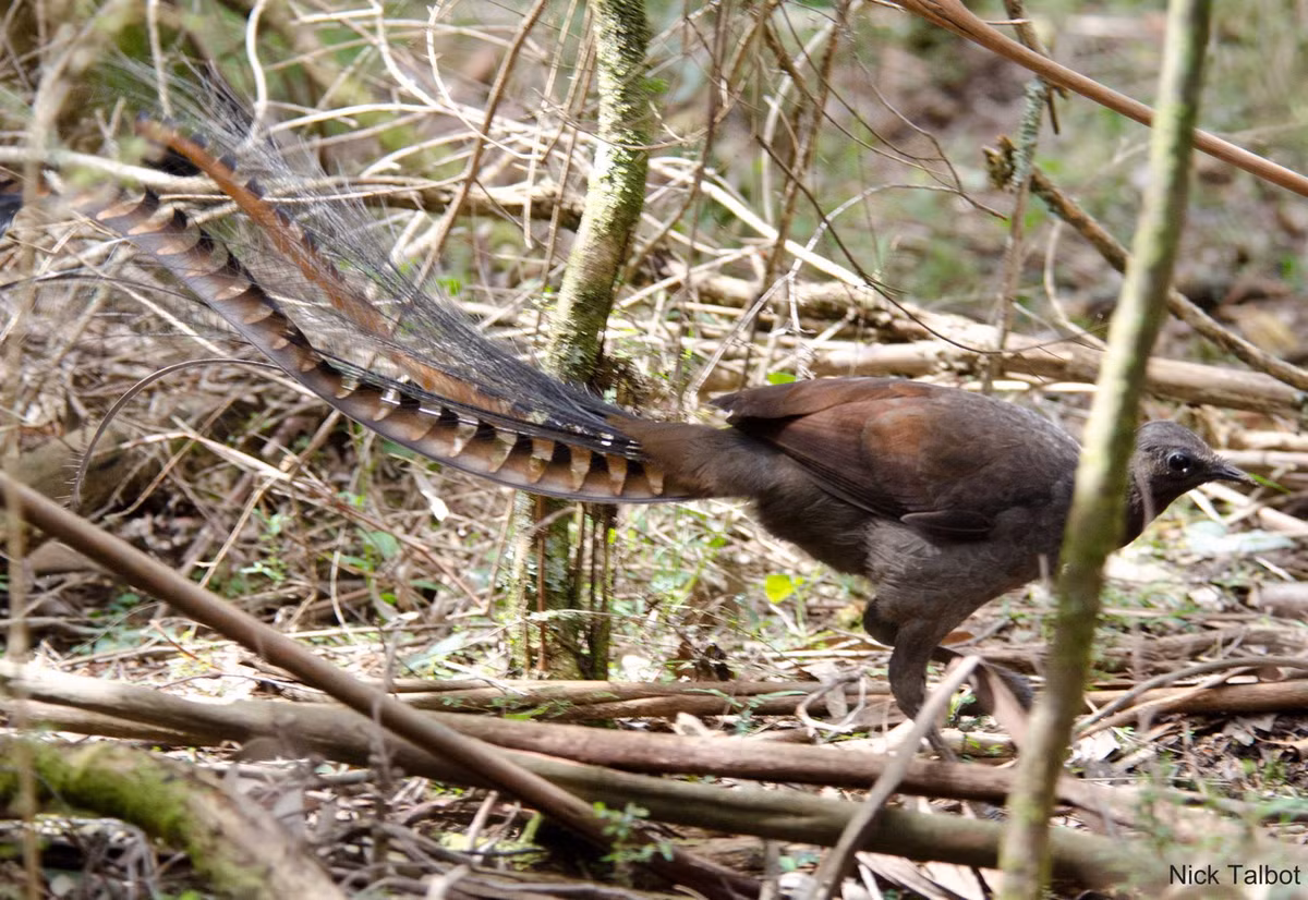 Chim lia lớn là loài chim đặc hữu của nước Úc. Chúng phân bố ở phía đông nam nước Úc, từ miền nam Victoria đến đông nam Queensland. Ảnh staticflickr.