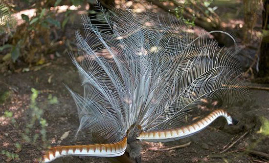 Chim lia lớn có tên khoa học là Menura novaehollandiae. Phần trên cơ thể có màu nâu, phần dưới có màu nâu xám, cánh tròn và đôi chân mạnh mẽ. Ảnh dkn.