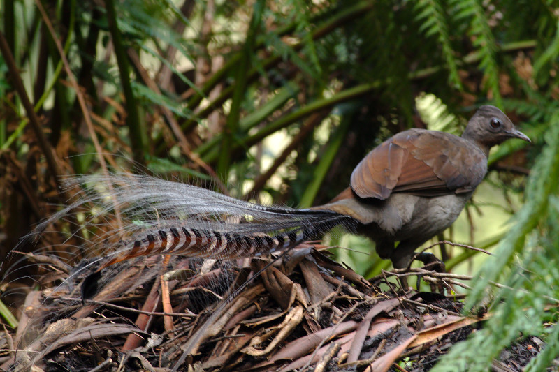 Con mái chỉ đẻ 1 trứng duy nhất và chịu trách nhiệm ấp trứng và chăm sóc con nhỏ. Ảnh aviceda.